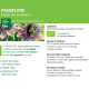 Biologische passiebloem moedertinctuur - Passiflora incarnata 50 ml - Ladrôme