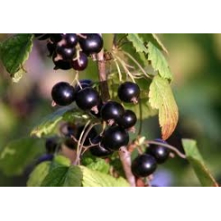 Schwarze Johannisbeere - Ribes nigrum Kräutertee - Bio ganze Früchte - Lose Heilpflanzen - Einzelpflanzen Kräutertees - 2