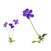 Wilde viooltjes - Viola tricolor kruidenthee - Biologische snijplant - Losse medicinale planten - Enkele plant kruidenthee - 2