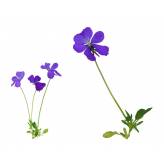 Pensée Sauvage - Tisane Viola tricolor - Plante coupée Bio - Plantes médicinales en vrac - Tisanes de plantes simples - 2