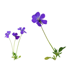 Wildes Stiefmütterchen - Viola tricolor Kräutertee - Bio Schnittpflanze - Lose Heilpflanzen - Einzelpflanzen Kräutertees - 2
