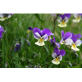 Wilde viooltjes - Viola tricolor kruidenthee - Biologische snijplant - Losse medicinale planten - Enkele plant kruidenthee - 3