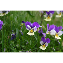Wildes Stiefmütterchen - Viola tricolor Kräutertee - Bio Schnittpflanze - Lose Heilpflanzen - Einzelpflanzen Kräutertees - 3