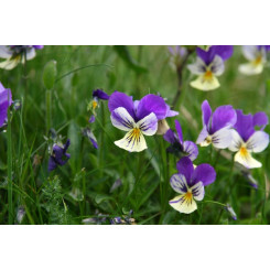 Pensée Sauvage - Tisane Viola tricolor - Plante coupée Bio - Plantes médicinales en vrac - Tisanes de plantes simples - 3