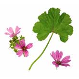 Mauve - Tisane Malva sylvestris - Fleur - Plantes médicinales en vrac - Tisanes de plantes simples - 3