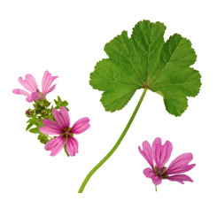 Mauve - Tisane Malva sylvestris - Fleur - Plantes médicinales en vrac - Tisanes de plantes simples - 3