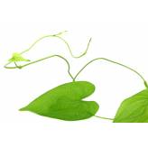Yam (Igname sauvage) - Dioscorea villosa - Poudre - Poudres de plantes médicinales en vrac - 3