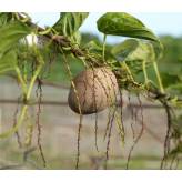Yam (Igname sauvage) - Dioscorea villosa - Poudre - Poudres de plantes médicinales en vrac - 4