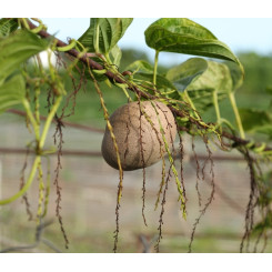 Yam (Igname sauvage) - Dioscorea villosa - Poudre - Poudres de plantes médicinales en vrac - 4