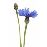 Bleuet - Centaurea cyanus - Fleurs Entières Bio - 2 - Herboristerie du Valmont