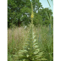 Bouillon blanc Molène -  Tisane Verbascum thapsus - Fleur - Plantes médicinales en vrac - Tisanes de plantes simples - 2