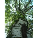 Bouleau -  Tisane Betula alba - Feuille coupée Bio - Plantes médicinales en vrac - Tisanes de plantes simples - 3