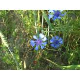 Bleuet - Centaurea cyanus - Fleurs Entières Bio - 3 - Herboristerie du Valmont