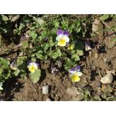 Pensée Sauvage - Viola tricolor - Plante coupée Bio - 4 - Herboristerie du Valmont