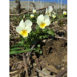 Pensée Sauvage - Tisane Viola tricolor - Plante coupée Bio - Plantes médicinales en vrac - Tisanes de plantes simples - 5