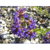 Ysop - Hyssopus officinalis - Bio Schnittpflanze - Heilpflanzen Bulkware - Einzelpflanzen Kräutertees - 2