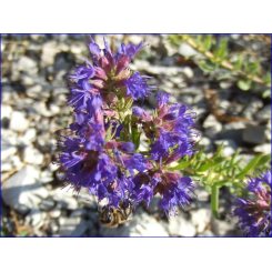 Hyssop - Hyssopus officinalis - Biologische snijplant - Bulk medicinale planten - Enkele plant kruidenthee - 2