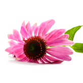 Echinacea - Echinacea purpurea Kräutertee - Wurzel geschnitten - Lose Heilpflanzen - Einzelpflanzen Kräutertees - 3