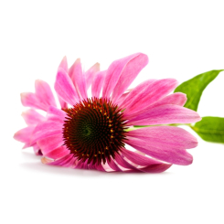 Echinacea - Echinacea purpurea Kräutertee - Wurzel geschnitten - Lose Heilpflanzen - Einzelpflanzen Kräutertees - 3