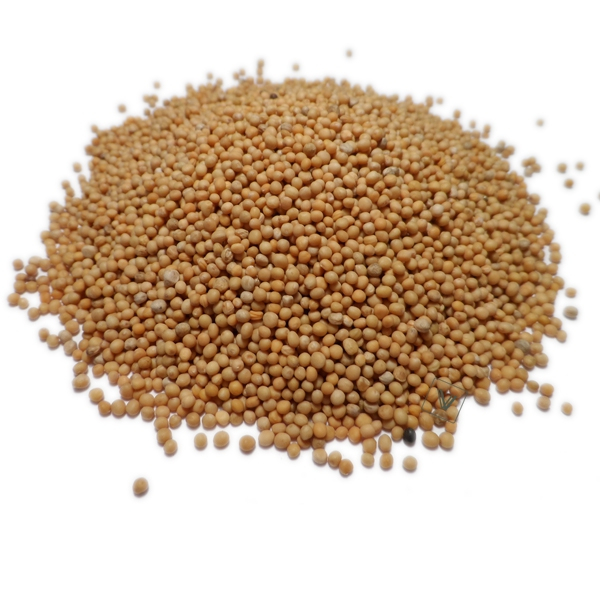 Moutarde blanche Bio Sinapsis alba Graines entières en Vrac 100g