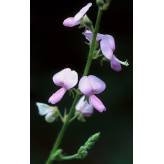 Desmodium adscendens Tisane - Feuille coupée - Plantes médicinales en vrac - Tisanes de plantes simples - 2