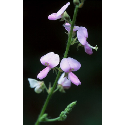 Desmodium adscendens Kräutertee - geschnittene Blätter - lose Heilpflanzen - einzelne Kräutertees - 2