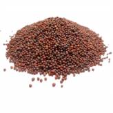 Moutarde brune - Tisane Brassica juncea - Graines entières Bio --Moutarde brune Bio - Graines