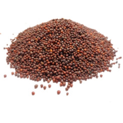 Moutarde brune - Tisane Brassica juncea - Graines entières Bio -