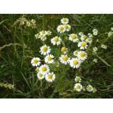 Tisane Camomille matricaire Bio - Plantes médicinales en vrac - Tisanes de plantes simples - 3