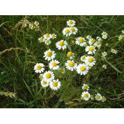 Tisane Camomille matricaire Bio - Plantes médicinales en vrac - Tisanes de plantes simples - 3