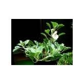 Harpagophytum procumbens (Griffe du Diable) - Racine coupée Bio - 2 - Herboristerie du Valmont