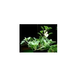Harpagophytum procumbens (Griffe du Diable) - Racine coupée Bio - Plantes médicinales en vrac - Tisanes de plantes simples - 2
