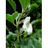  - Plantes médicinales en vrac - Tisanes de plantes simples - 3