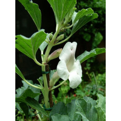 Harpagophytum procumbens (Griffe du Diable) - Racine coupée Bio - Plantes médicinales en vrac - Tisanes de plantes simples - 3