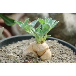 Harpagophytum procumbens (Griffe du Diable) - Racine coupée Bio - Plantes médicinales en vrac - Tisanes de plantes simples - 4