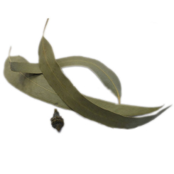 Bio-Eukalyptus-Aufguss - FE