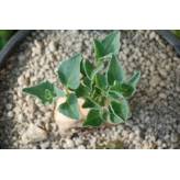 Harpagophytum procumbens (Griffe du Diable) - Racine coupée Bio - Plantes médicinales en vrac - Tisanes de plantes simples - 5