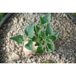 Harpagophytum procumbens Kräutertee (Teufelskralle) - Bio-Wurzelschnitt - Heilpflanzen in Großpackungen - Einzelne Kräutertees