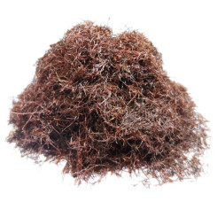 Infusion de Maïs Barbe Bio