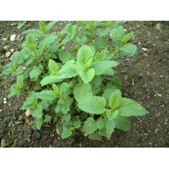 Tisane Mélisse Bio - FC - Plantes médicinales en vrac - Tisanes de plantes simples - 3