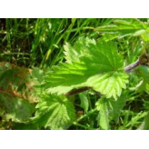  - Plantes médicinales en vrac - Tisanes de plantes simples - 3