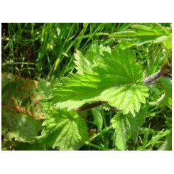 Ortie - Tisane Urtica dioïca - Racine coupée Bio - Plantes médicinales en vrac - Tisanes de plantes simples - 3