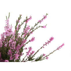 Bruyère - Tisane Calluna vulgaris - Sommité fleurie coupée Bio - Plantes médicinales en vrac - Tisanes de plantes simples - 2
