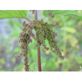  - Plantes médicinales en vrac - Tisanes de plantes simples - 4