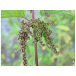 Ortie - Tisane Urtica dioïca - Racine coupée Bio - Plantes médicinales en vrac - Tisanes de plantes simples - 4