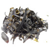 Infusion de Fucus vesiculosus Bio - Thalle coupé
