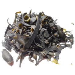 Bio-Fucus vesiculosus-Aufguss - Thallus schneiden