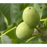 Brou de noix - Juglans regia - Ecorce de fruit coupée - Plantes médicinales en vrac - Tisanes de plantes simples - 2