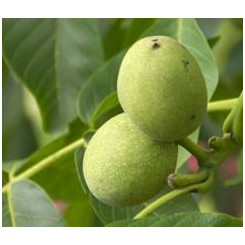 Brou de noix - Juglans regia - Ecorce de fruit coupée - Plantes médicinales en vrac - Tisanes de plantes simples - 2