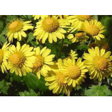 Chrysanthellum americanum - Gesneden bovengronds deel - Geneeskrachtige planten in bulk - Kruidenthee van enkele planten - 2